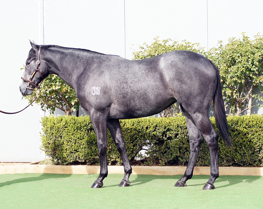 D'Argento (AUS) / Spiced Delight (AUS) 2023 Filly - Image 1