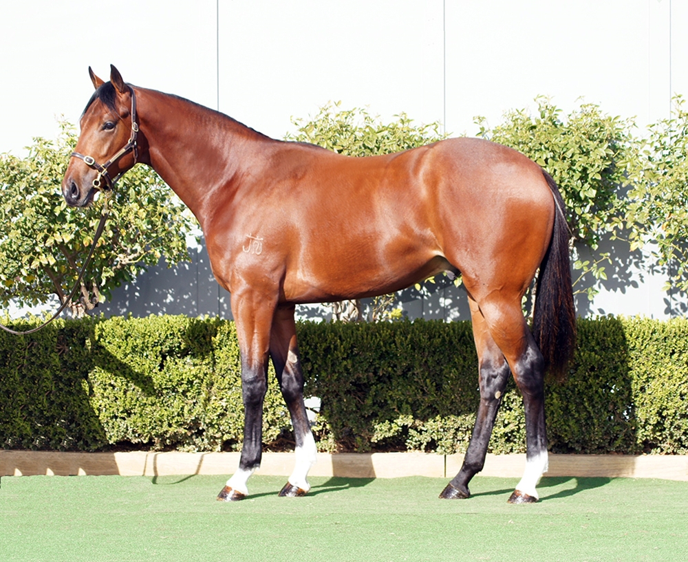 King's Legacy (AUS) / Waiwetu Lass (AUS) 2023 Colt - Image 1