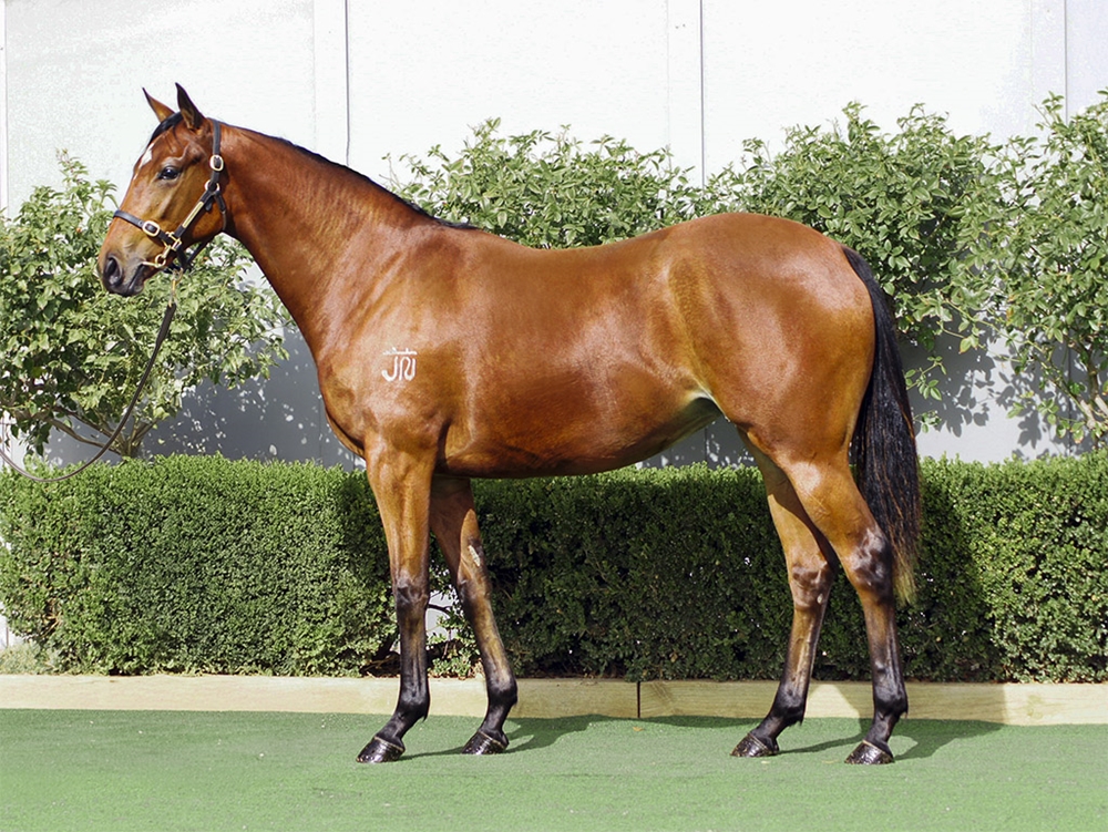 D'Argento (AUS) / Wyld Savanna (NZ) 2023 Filly - Image 1
