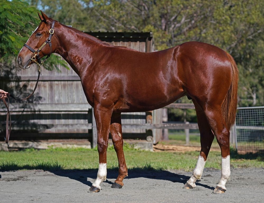 Profiteer (AUS) / Duchess Dashalot (AUS) 2023 Colt - Image 1