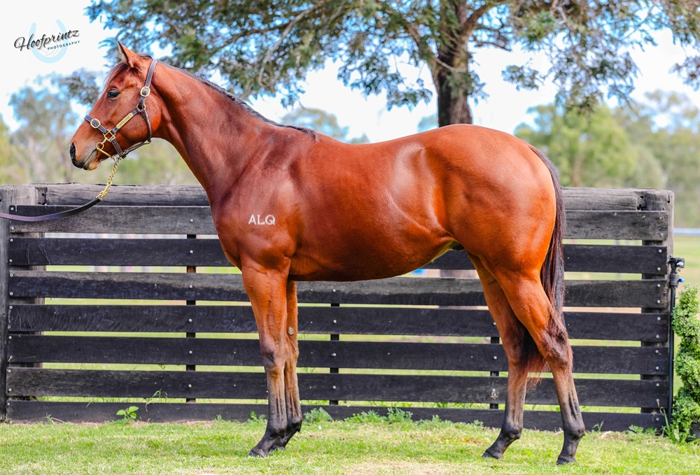 Exosphere (AUS) / Ibelieveicanfly (AUS) 2023 Colt - Image 1