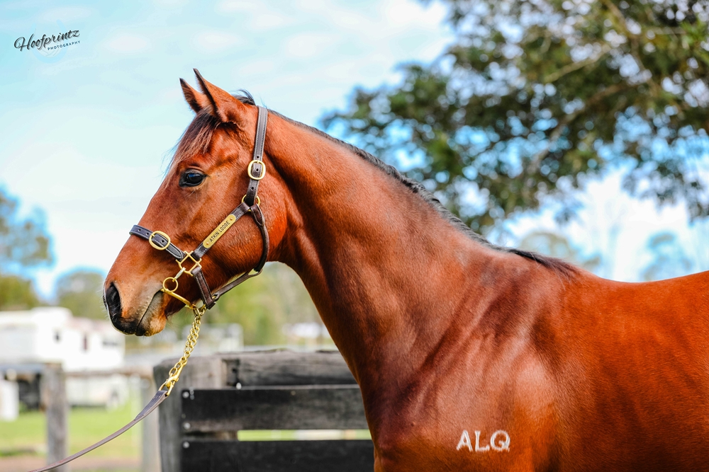 Exosphere (AUS) / Ibelieveicanfly (AUS) 2023 Colt - Image 2