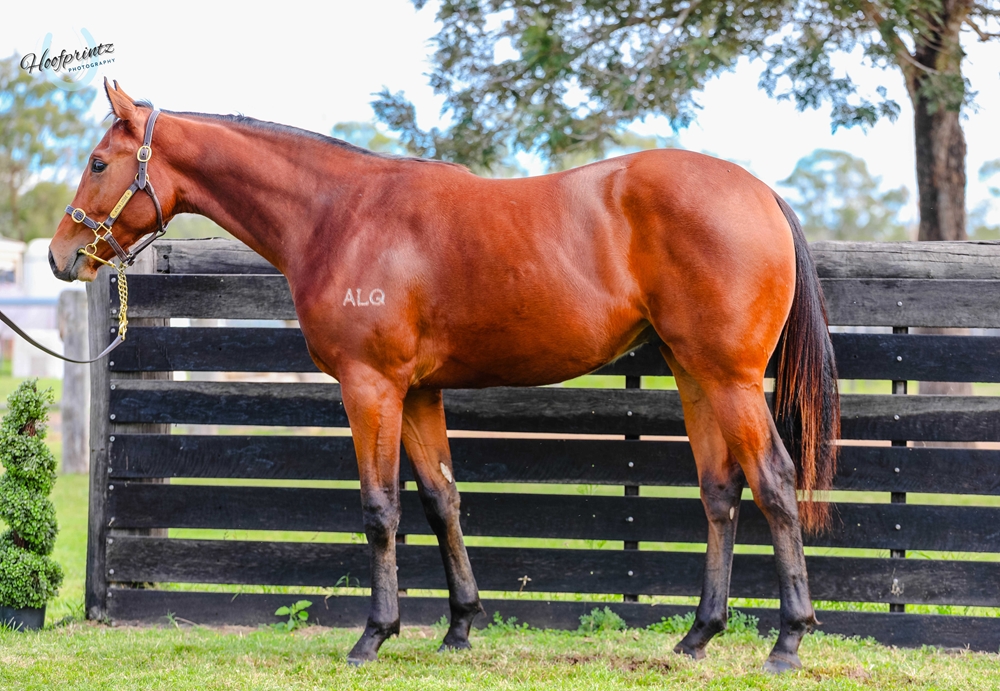 Lean Mean Machine (AUS) / Bueckers (AUS) 2023 Colt - Image 1