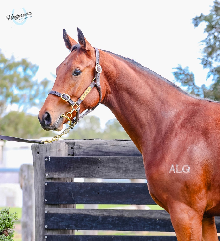 Lean Mean Machine (AUS) / Bueckers (AUS) 2023 Colt - Image 2