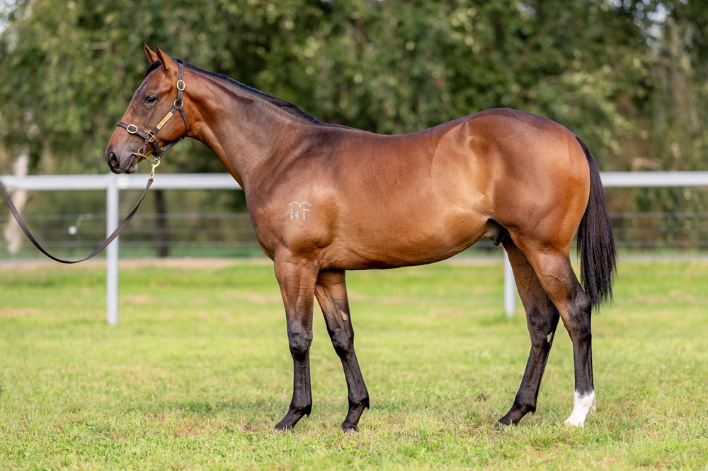 Star Turn (AUS) / Classy Manhattan (AUS) 2023 Colt - Image 1