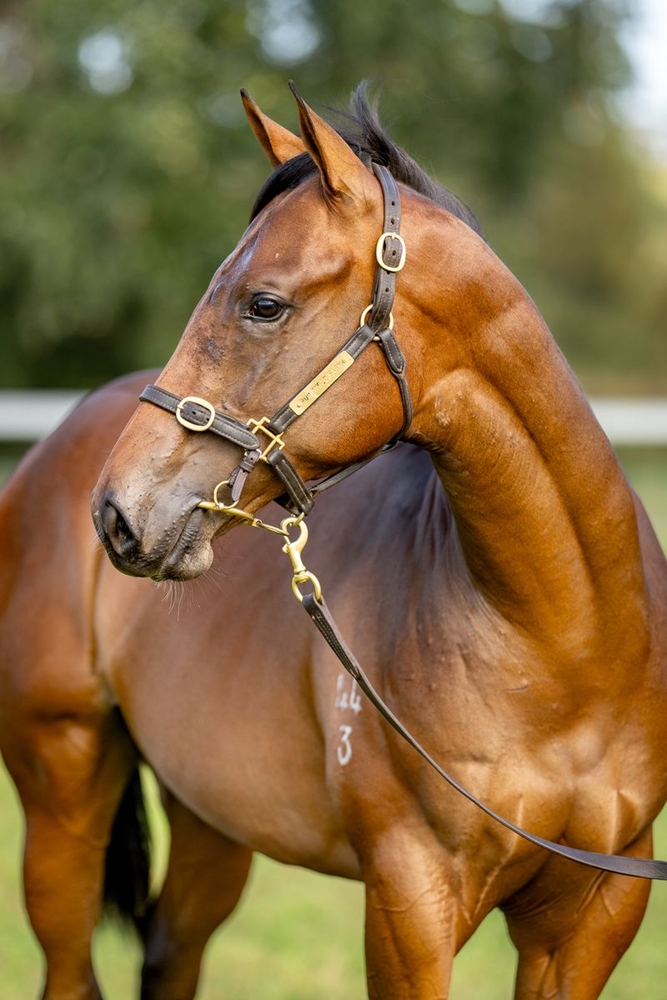 Star Turn (AUS) / Classy Manhattan (AUS) 2023 Colt - Image 2