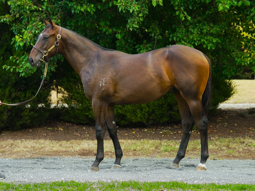 Zousain (AUS) / Cellbridge (NZ) 2023 Colt - Image 1