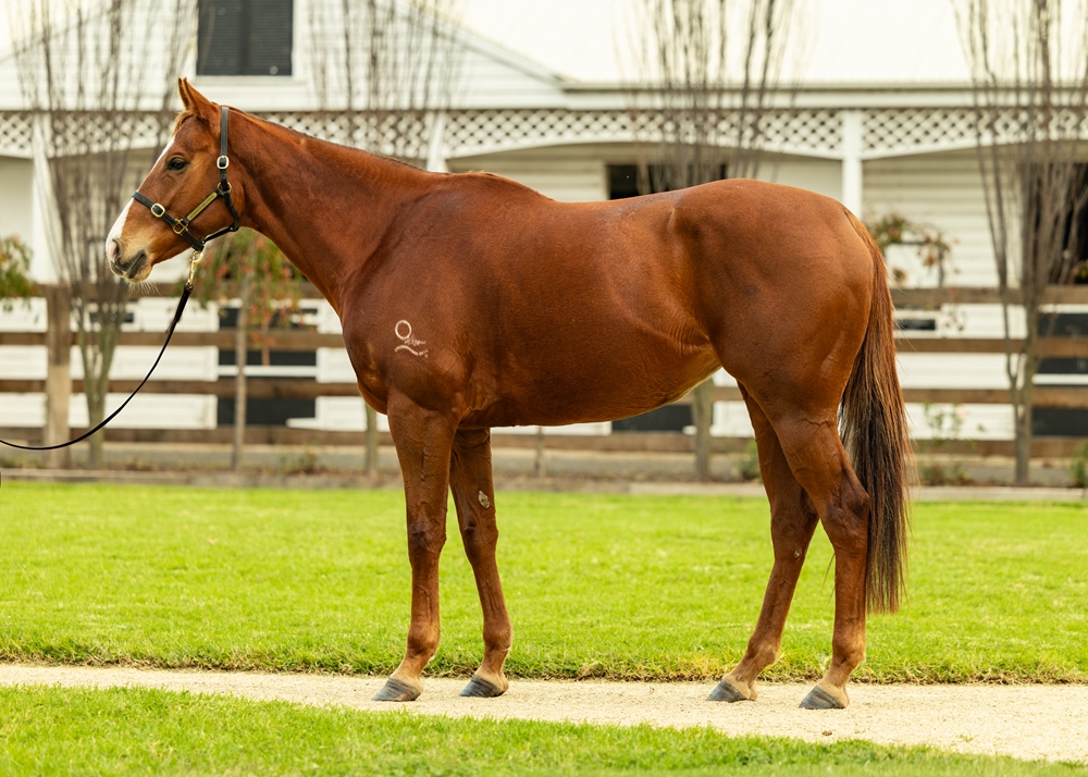 Street Delight (AUS) - Image 1