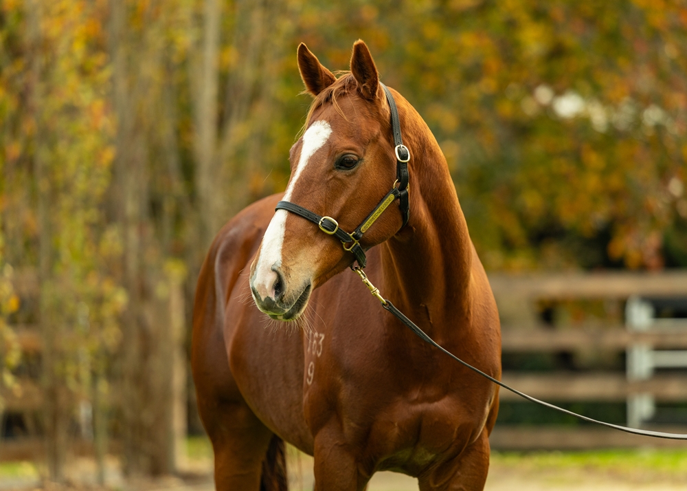 Street Delight (AUS) - Image 2