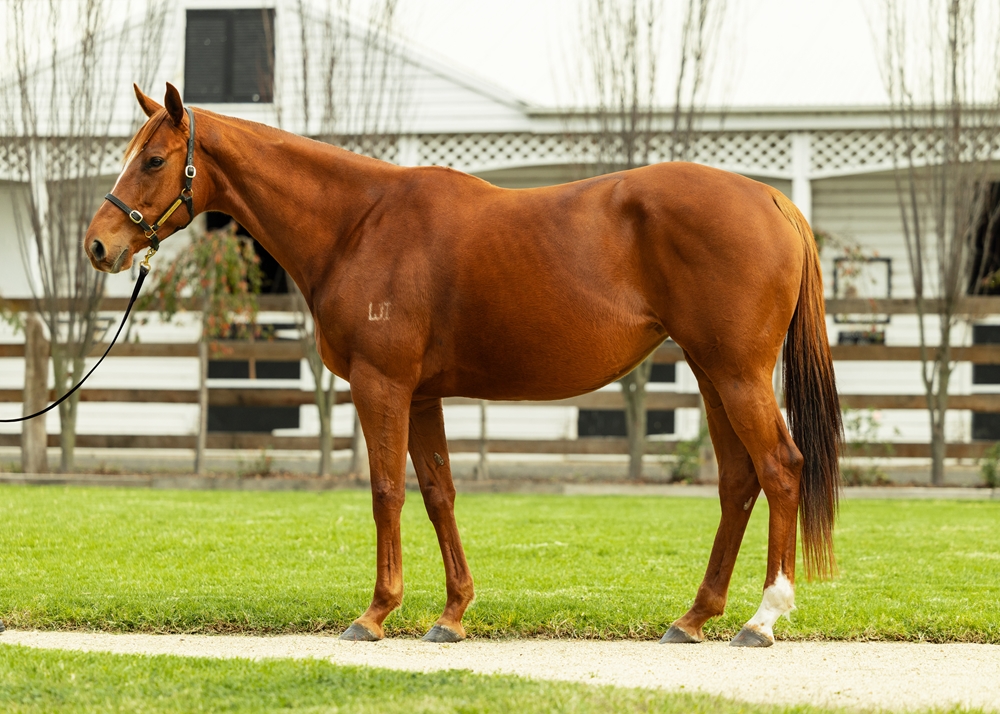 Maritima (AUS) - Image 1