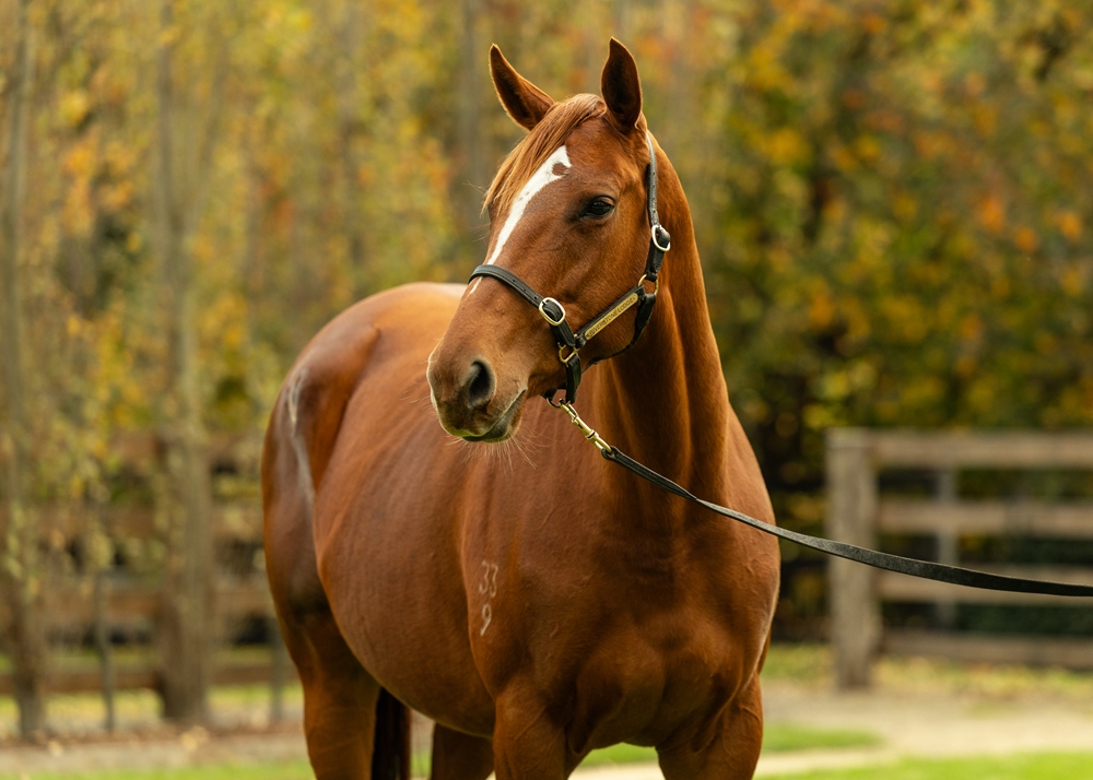 Maritima (AUS) - Image 2