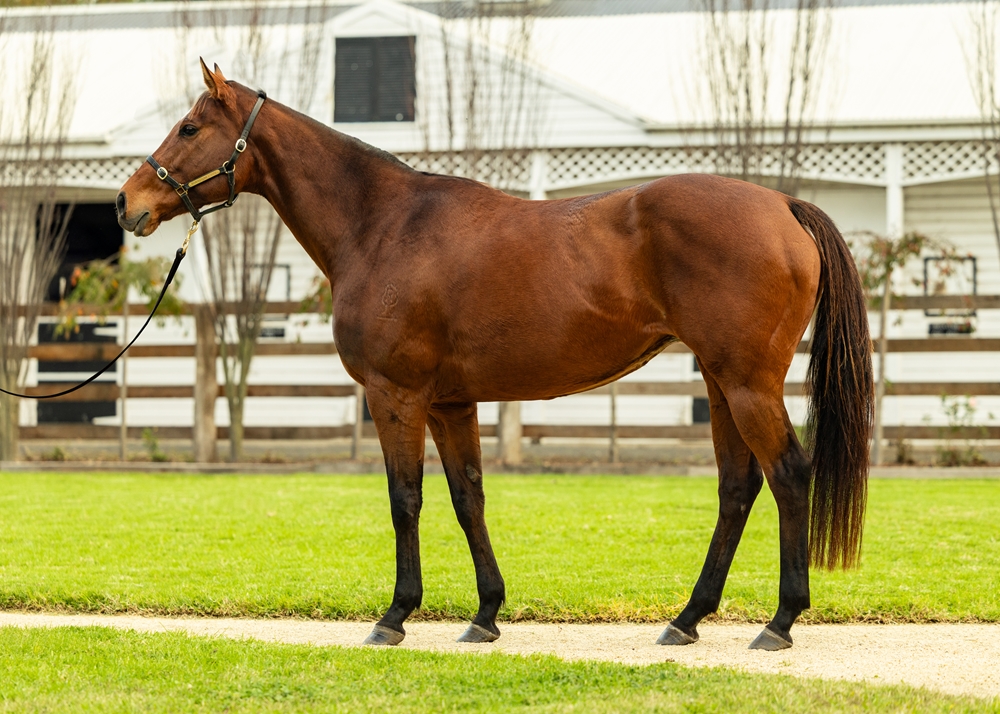 Ciarlet (AUS) - Image 1