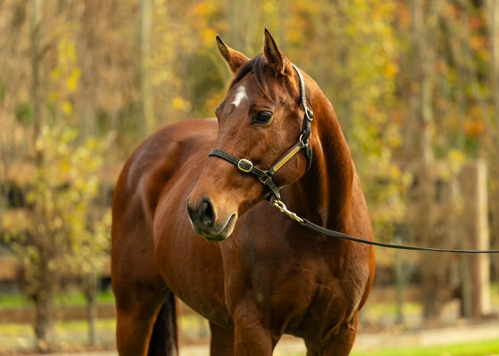 Ciarlet (AUS) - Image 2