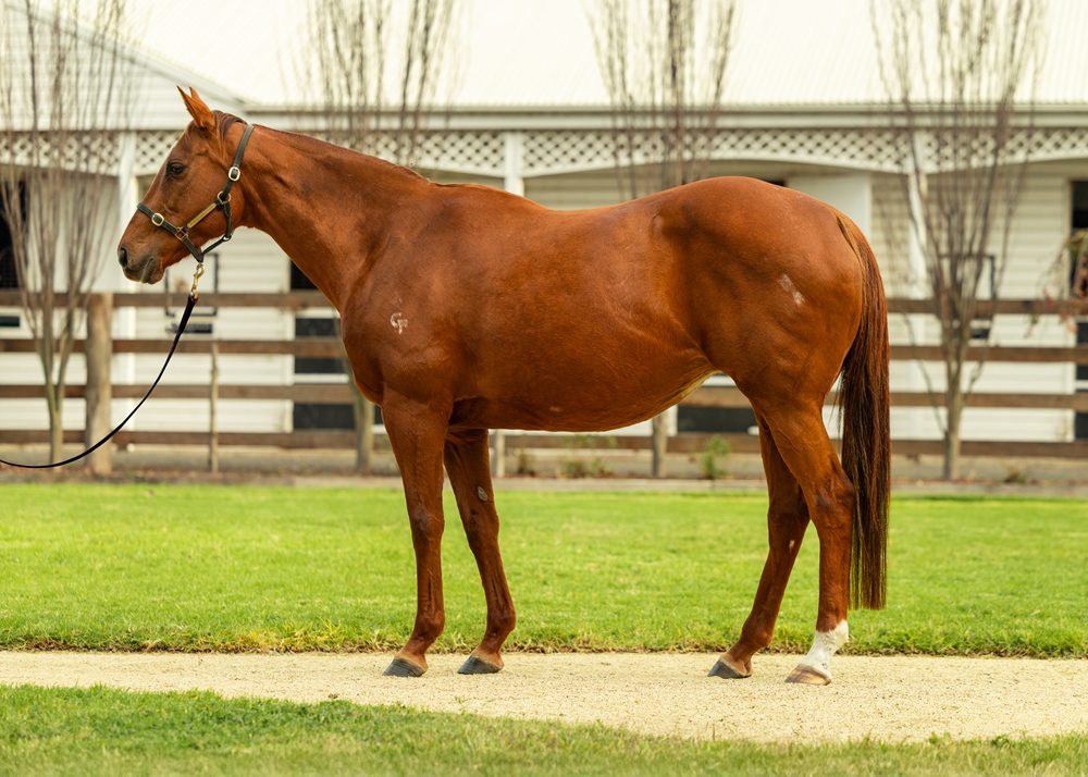 Collectable (AUS) - Image 1