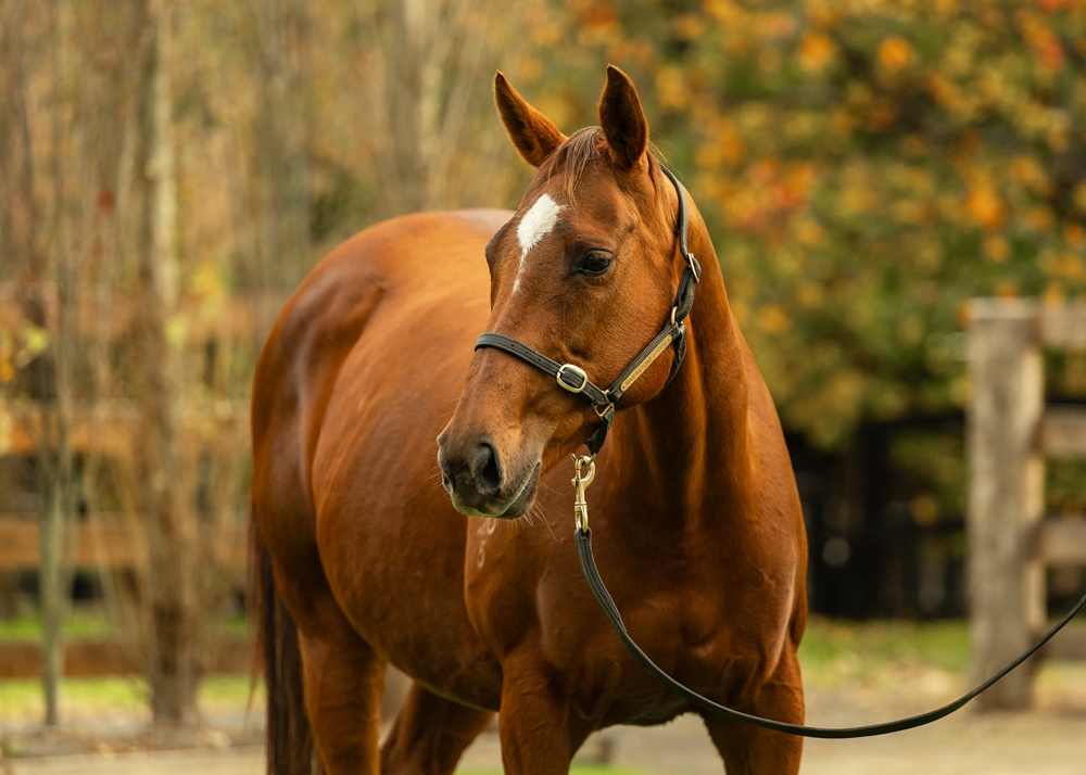 Collectable (AUS) - Image 2