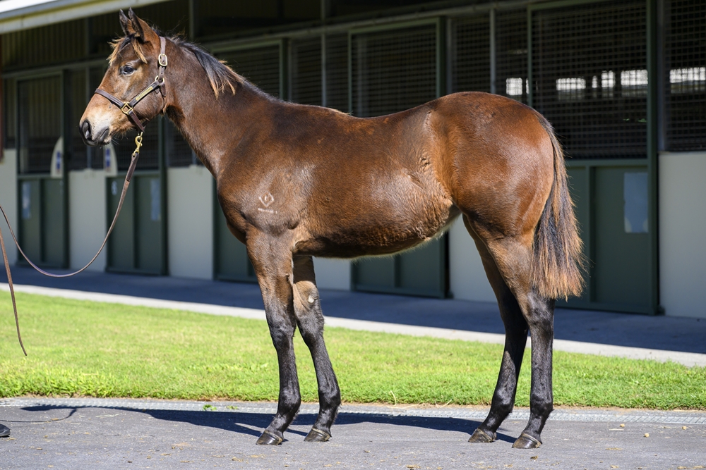 Wild Ruler (AUS) / Henny's Princess (USA) 2024 Filly - Image 1