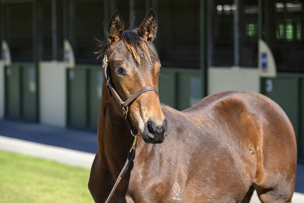 Wild Ruler (AUS) / Henny's Princess (USA) 2024 Filly - Image 2