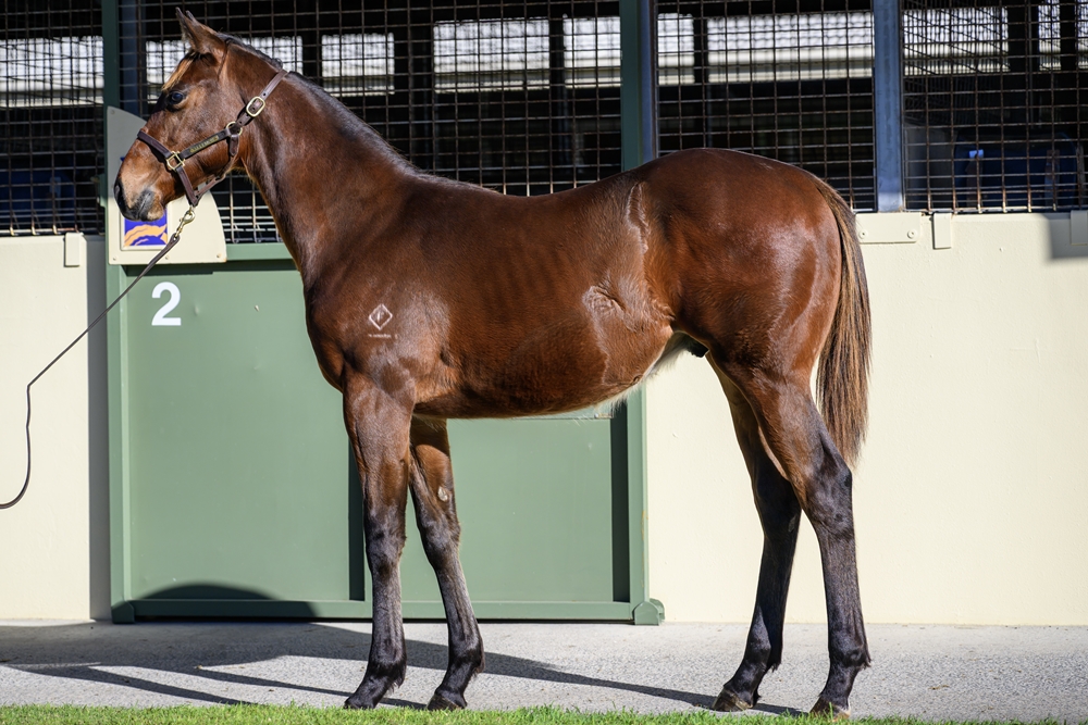 Exceed and Excel (AUS) / Ponte Roma (NZ) 2024 Colt - Image 1