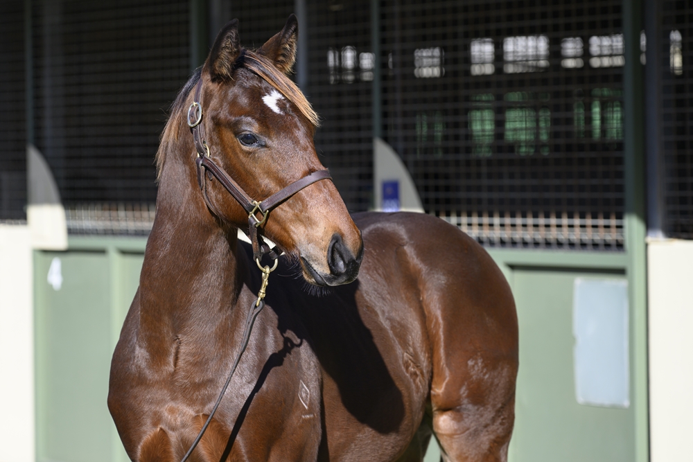 Exceed and Excel (AUS) / Ponte Roma (NZ) 2024 Colt - Image 2