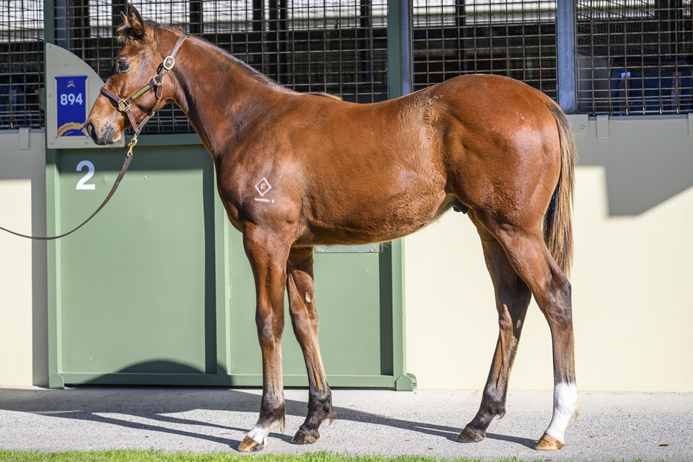 Russian Revolution (AUS) / Queen of Dubai (AUS) 2024 Colt - Image 1