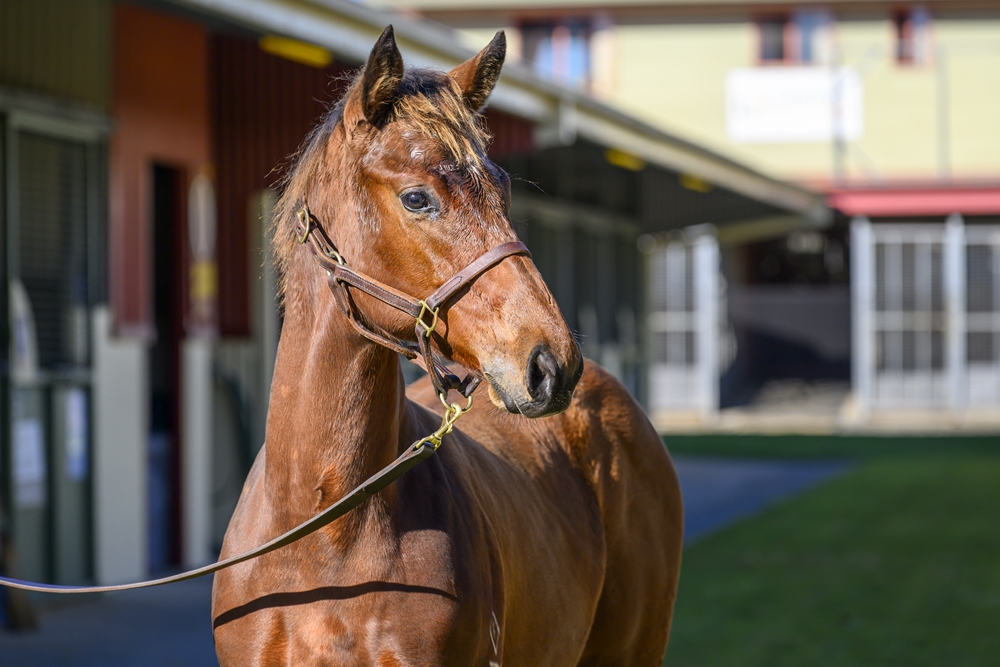 Russian Revolution (AUS) / Queen of Dubai (AUS) 2024 Colt - Image 2