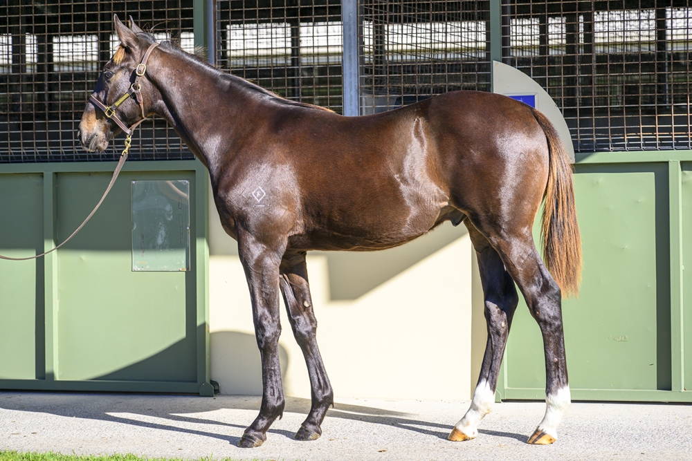 Pierro (AUS) / Raskova (USA) 2024 Colt - Image 1