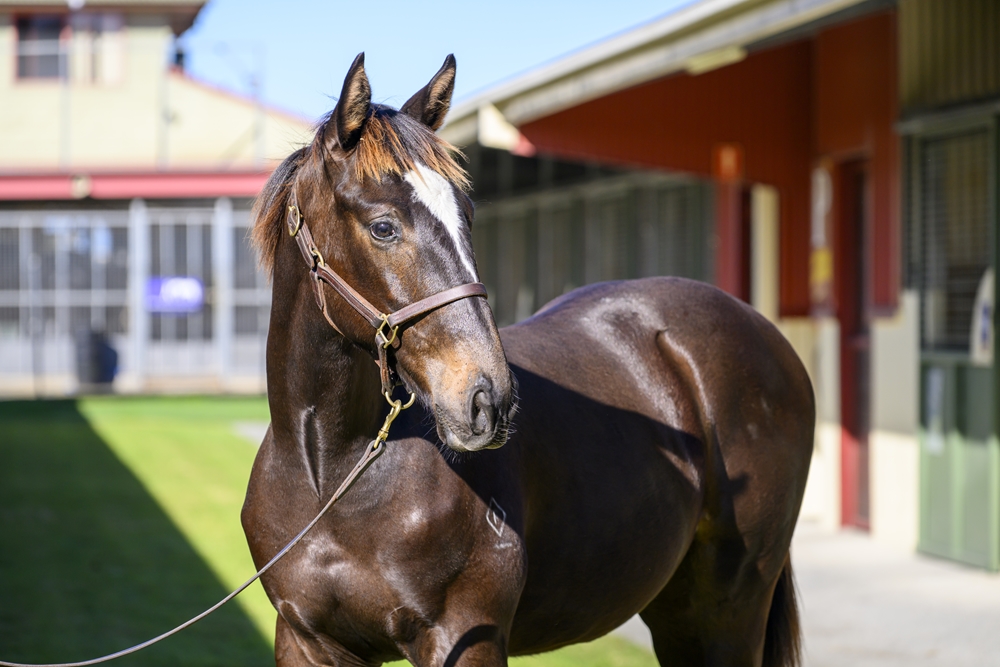 Pierro (AUS) / Raskova (USA) 2024 Colt - Image 2