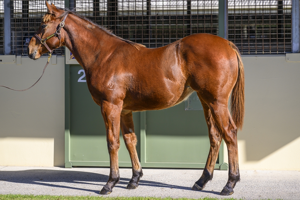 Farnan (AUS) / Rumble Doll (AUS) 2024 Filly - Image 1