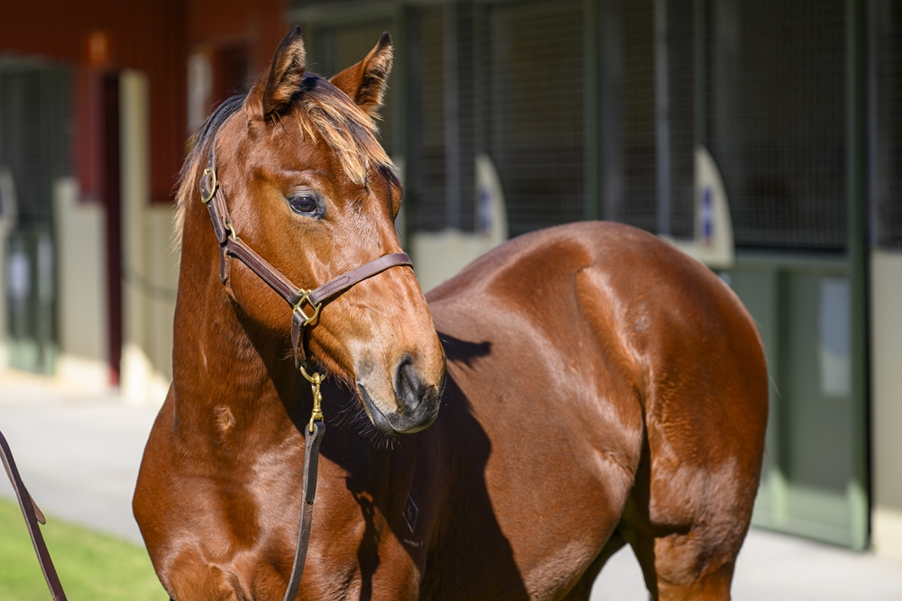 Farnan (AUS) / Rumble Doll (AUS) 2024 Filly - Image 2