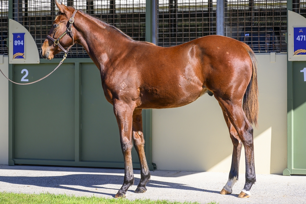 Portland Sky (AUS) / Tumbler (AUS) 2024 Colt - Image 1
