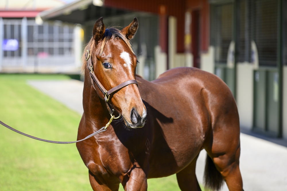 Portland Sky (AUS) / Tumbler (AUS) 2024 Colt - Image 2