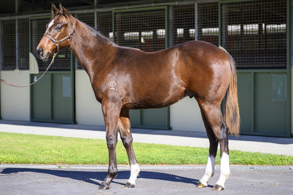 Pierro (AUS) / Almashooqa (AUS) 2024 Colt - Image 1