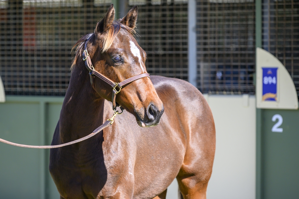 Pierro (AUS) / Almashooqa (AUS) 2024 Colt - Image 2