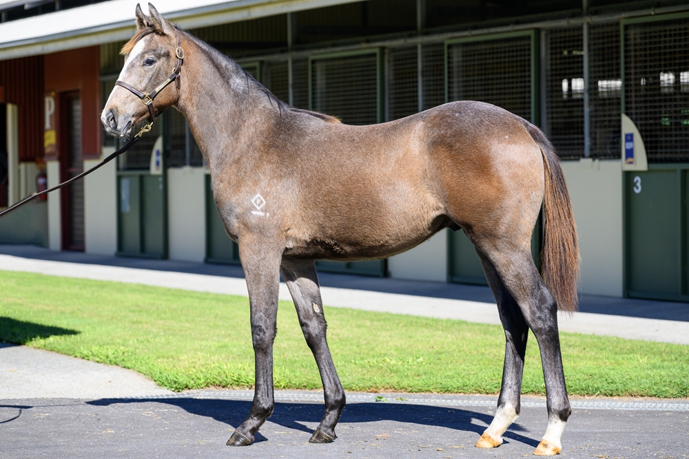 Best of Bordeaux (AUS) / Astara (NZ) 2024 Colt - Image 1