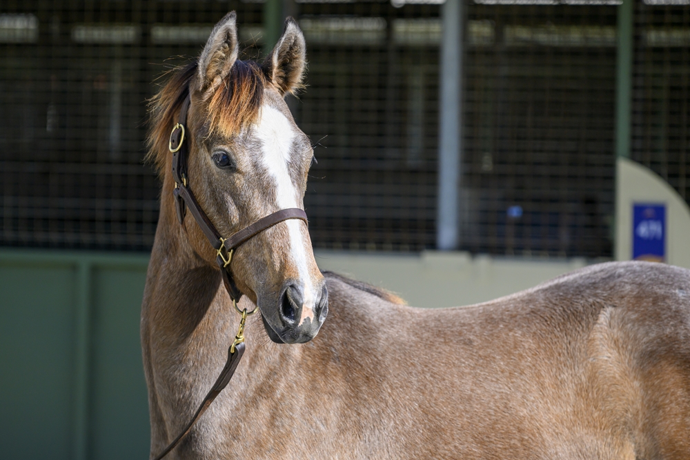 Best of Bordeaux (AUS) / Astara (NZ) 2024 Colt - Image 2