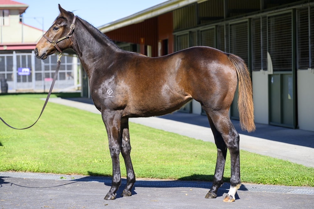 Farnan (AUS) / Denpurr (AUS) 2024 Filly - Image 1