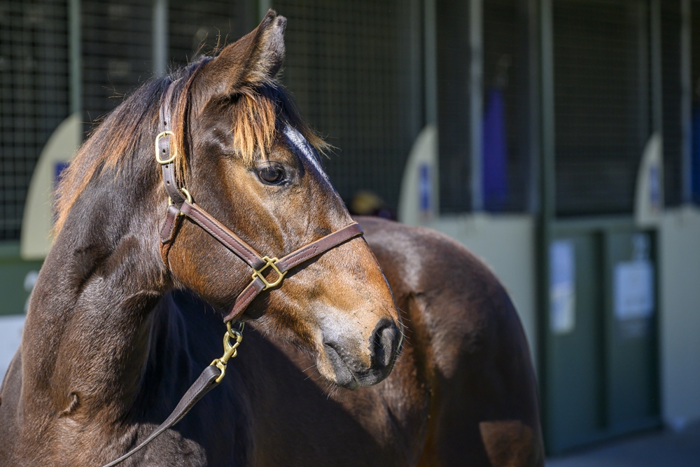 Farnan (AUS) / Denpurr (AUS) 2024 Filly - Image 2