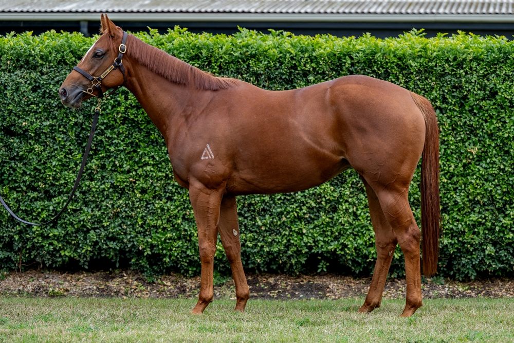 Fields Amour (AUS) - Image 1