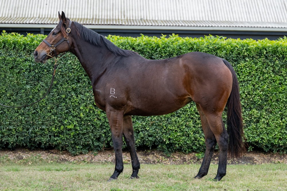 Binding (AUS) - Image 1