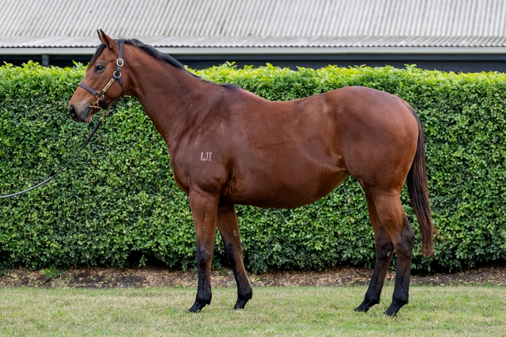 Quipsilver (AUS) - Image 1