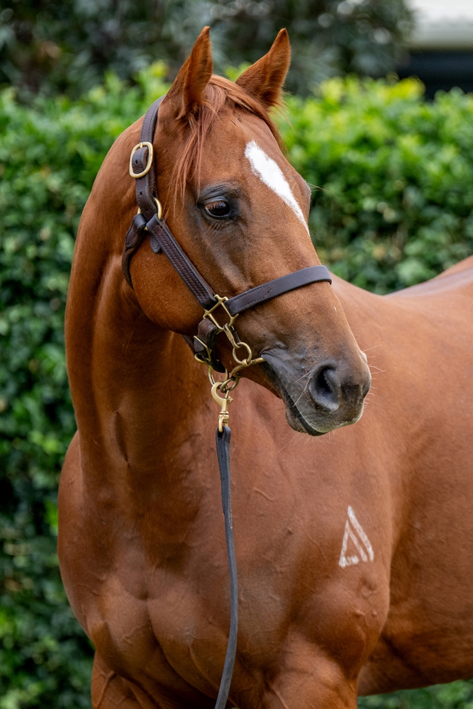 Fields Amour (AUS) - Image 2