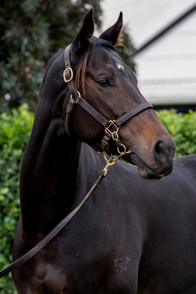 Casa Fagliano (AUS) - Image 2