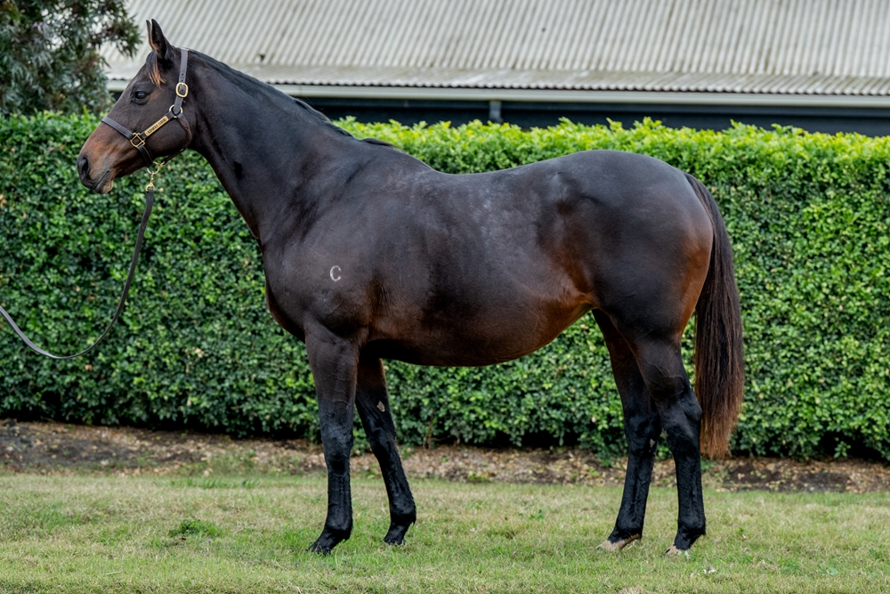 Forever Crazy (AUS) - Image 1