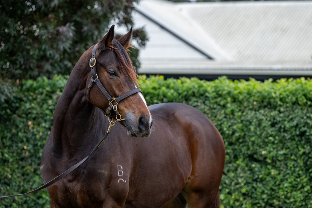 Binding (AUS) - Image 2