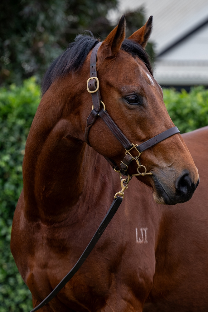 Quipsilver (AUS) - Image 2