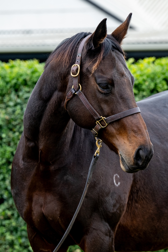 Forever Crazy (AUS) - Image 2