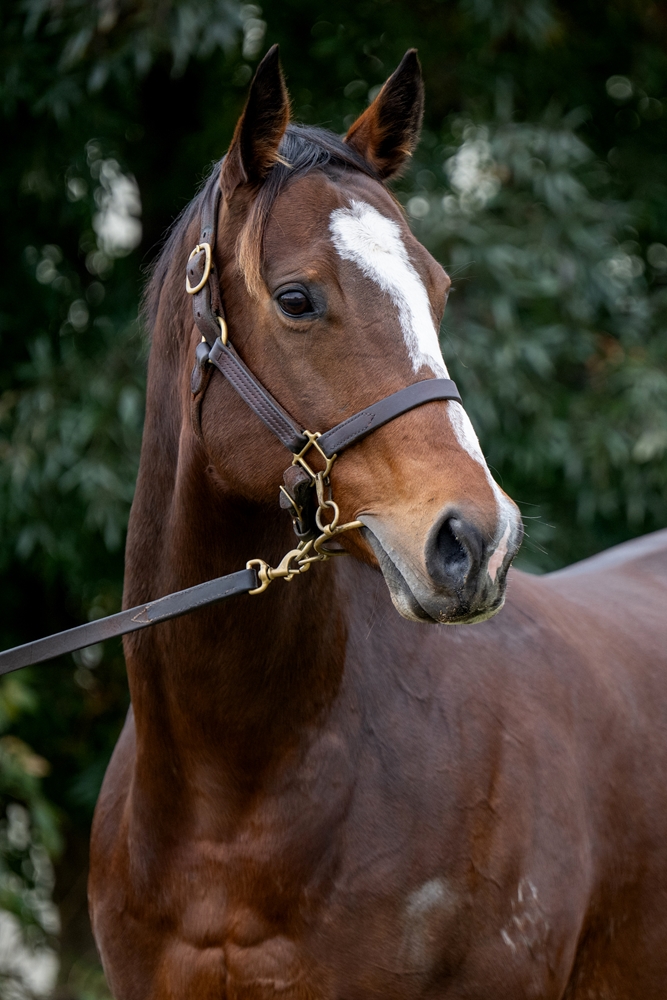 Secret Doubt (AUS) - Image 2