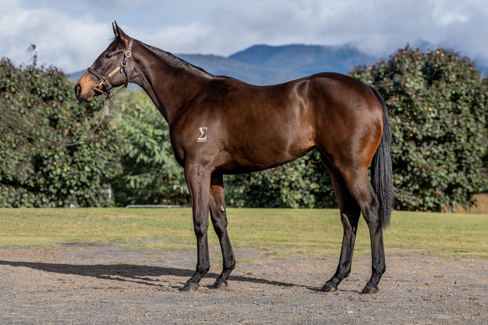 Captivant (AUS) / I'm a Shampion (NZ) 2023 Filly - Image 1