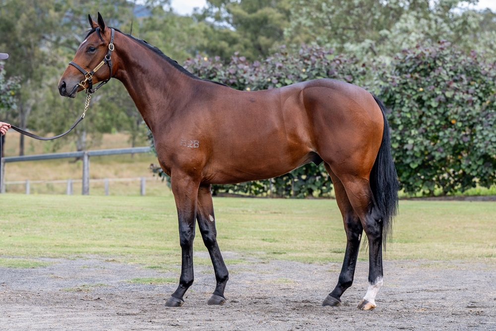 Xtravagant (NZ) / Leinan (USA) 2023 Colt - Image 1
