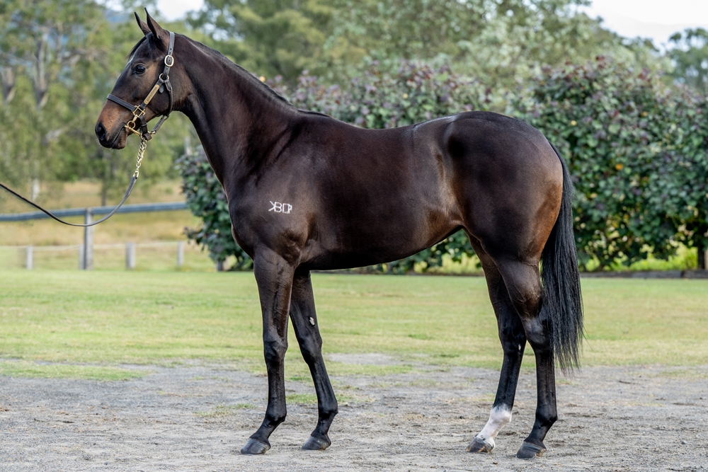 Glenfiddich (AUS) / Licenced to Win (AUS) 2023 Filly - Image 1